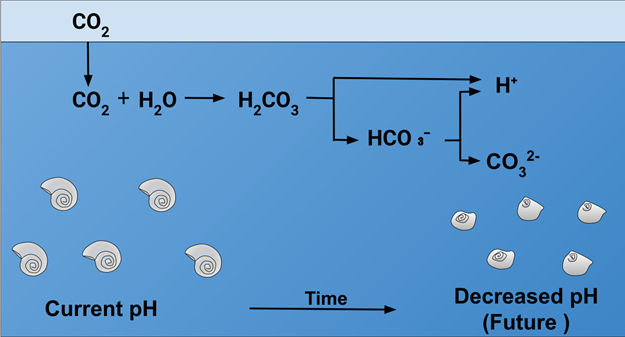 https://upload.wikimedia.org/wikipedia/commons/thumb/7/7e/Effect_of_Ocean_Acidification_on_Calcification.svg/1280px-Effect_of_Ocean_Acidification_on_Calcification.svg.png